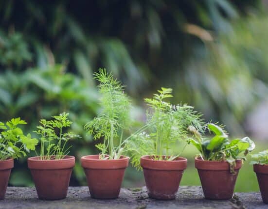 LeafWorks expands DNA-based testing for top 75 herbs and fungi, adding adulteration detection to improve accuracy, compliance, and safety.