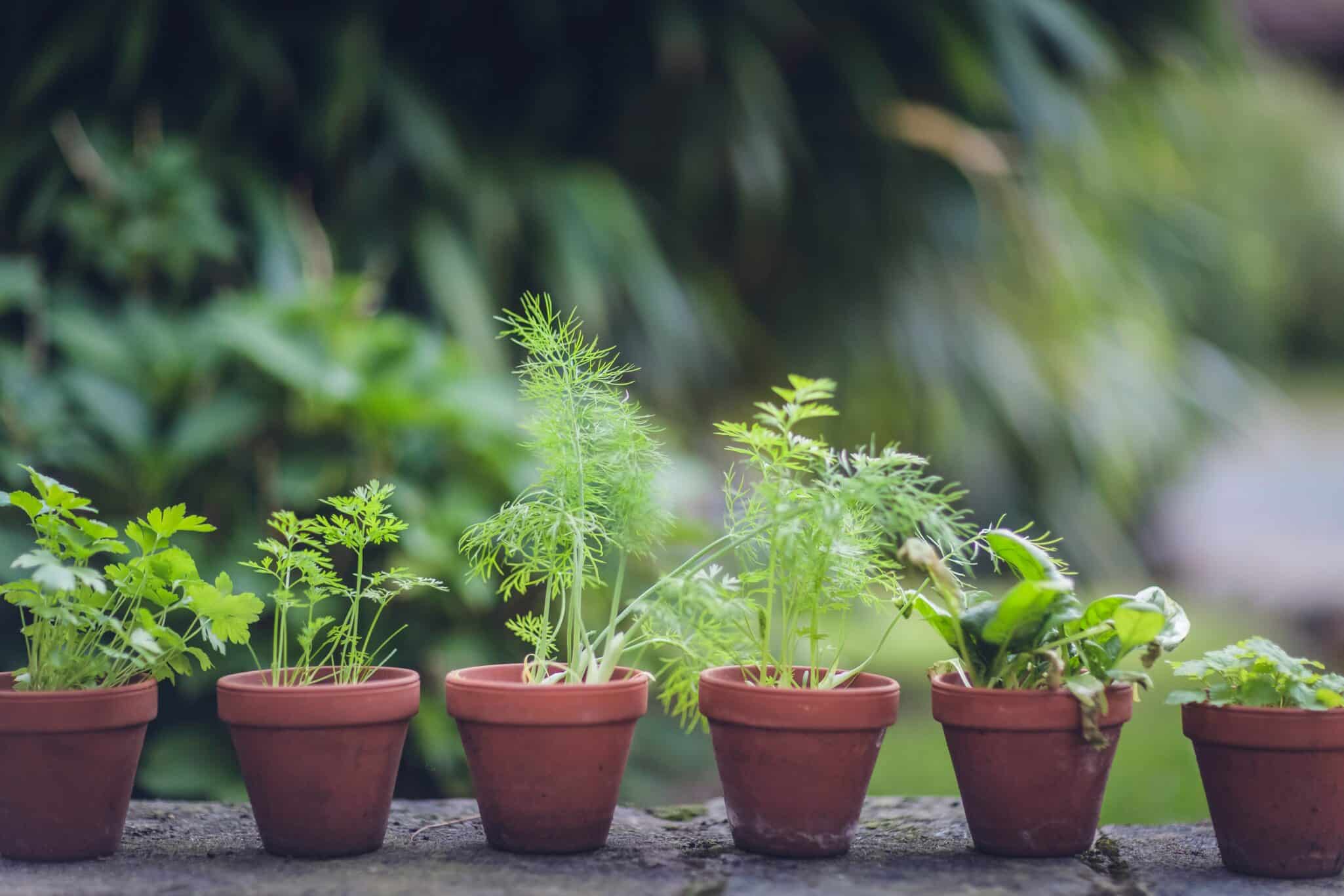 LeafWorks expands DNA-based testing for top 75 herbs and fungi, adding adulteration detection to improve accuracy, compliance, and safety.