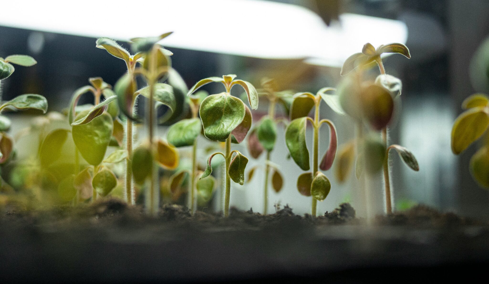 Zhejiang Smart Agriculture Park uses AI and IoT for fully automated farming, growing 5–7x more pesticide-free vegetables for major retailers.
