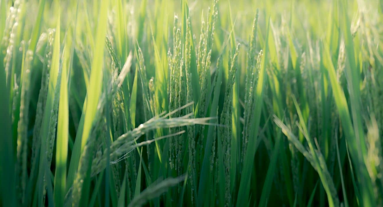 WSSA study shows fall-applied residual herbicides like Outlook® offer effective, economical control of glyphosate-resistant Italian ryegrass.