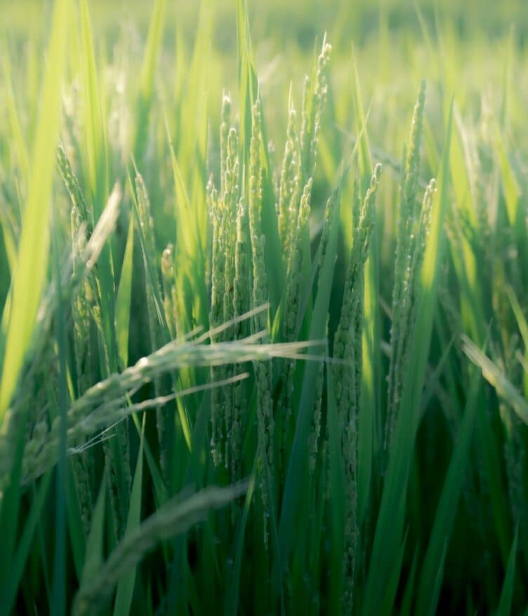 WSSA study shows fall-applied residual herbicides like Outlook® offer effective, economical control of glyphosate-resistant Italian ryegrass.