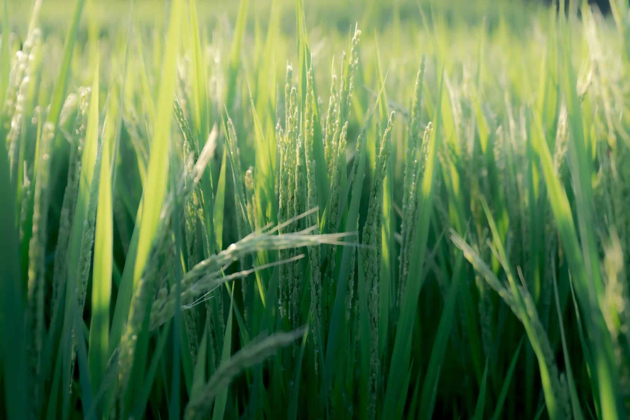 WSSA study shows fall-applied residual herbicides like Outlook® offer effective, economical control of glyphosate-resistant Italian ryegrass.