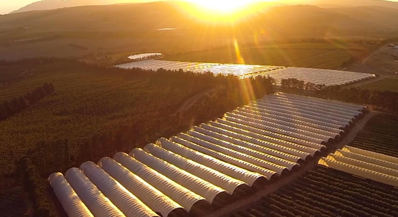 Haygrove and Ostara integrate sensors and automation into Advantage Tunnels, boosting crop yields, resilience, and grower profits.