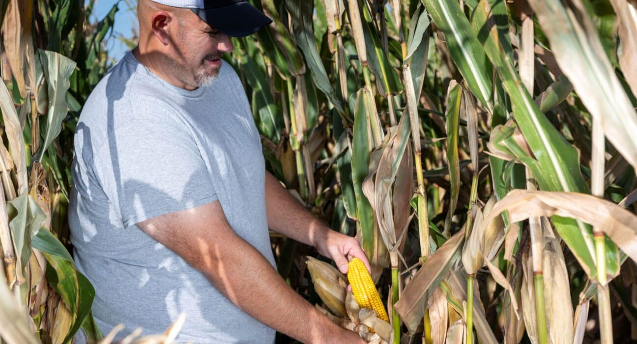 BioLumic is expanding its Corn xTraits™ Licensing Program into South America through early-stage evaluations with GDM and a collaboration with Tropical Melhoramento & Genética (TMG).