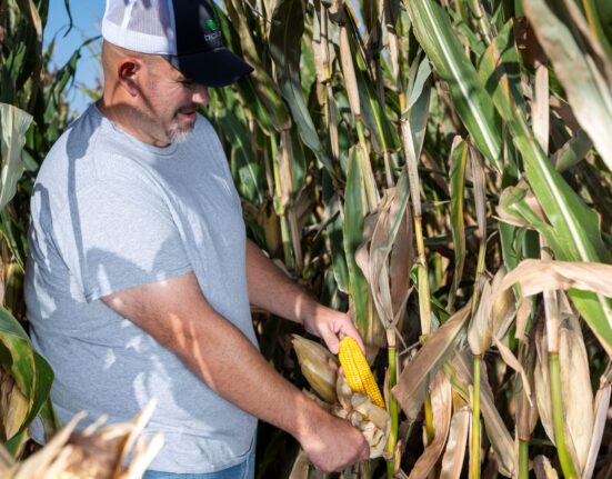 BioLumic is expanding its Corn xTraits™ Licensing Program into South America through early-stage evaluations with GDM and a collaboration with Tropical Melhoramento & Genética (TMG).