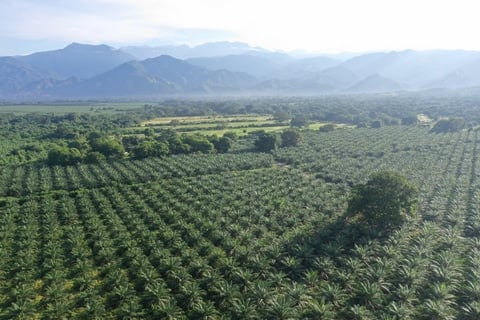 Del Llano Farms™ earns Seed Oil Free Certified™ status, debuting Tropical High Oleic™ Fruit Oil as the world’s first seedless option.