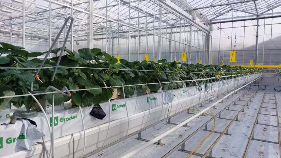 Grodan, Limgroup, and Delphy Innovative Soft Fruit Center (ISFC) have reported strawberry yields exceeding 20 kilograms per square meter.