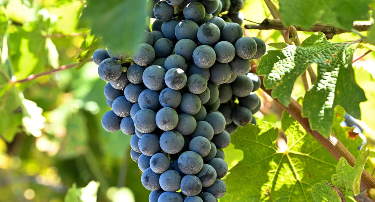 BASF Digital Farming has officially launched xarvio FIELD MANAGER For Grapes, marking a strategic expansion into digital viticulture.