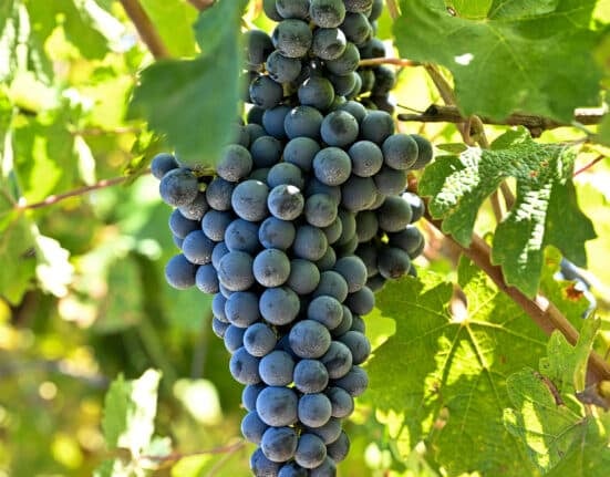 BASF Digital Farming has officially launched xarvio FIELD MANAGER For Grapes, marking a strategic expansion into digital viticulture.