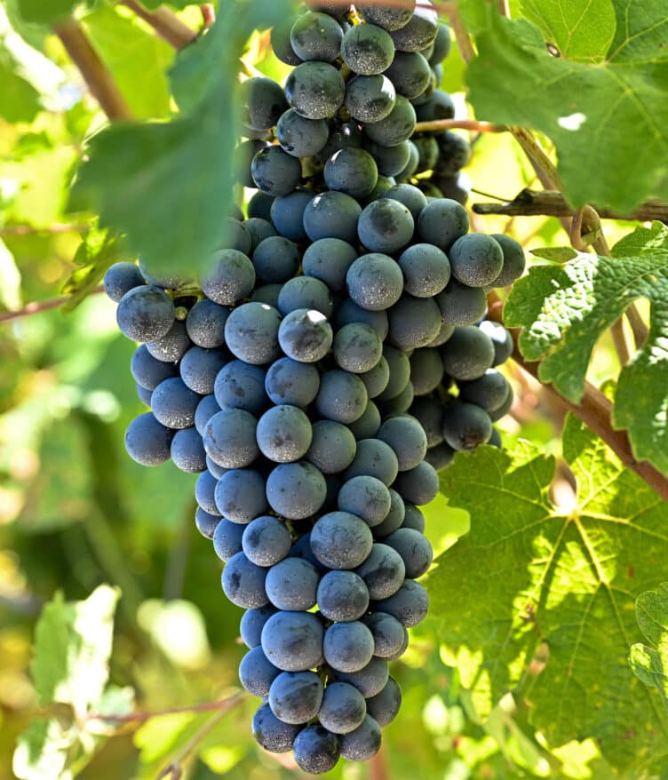 BASF Digital Farming has officially launched xarvio FIELD MANAGER For Grapes, marking a strategic expansion into digital viticulture.