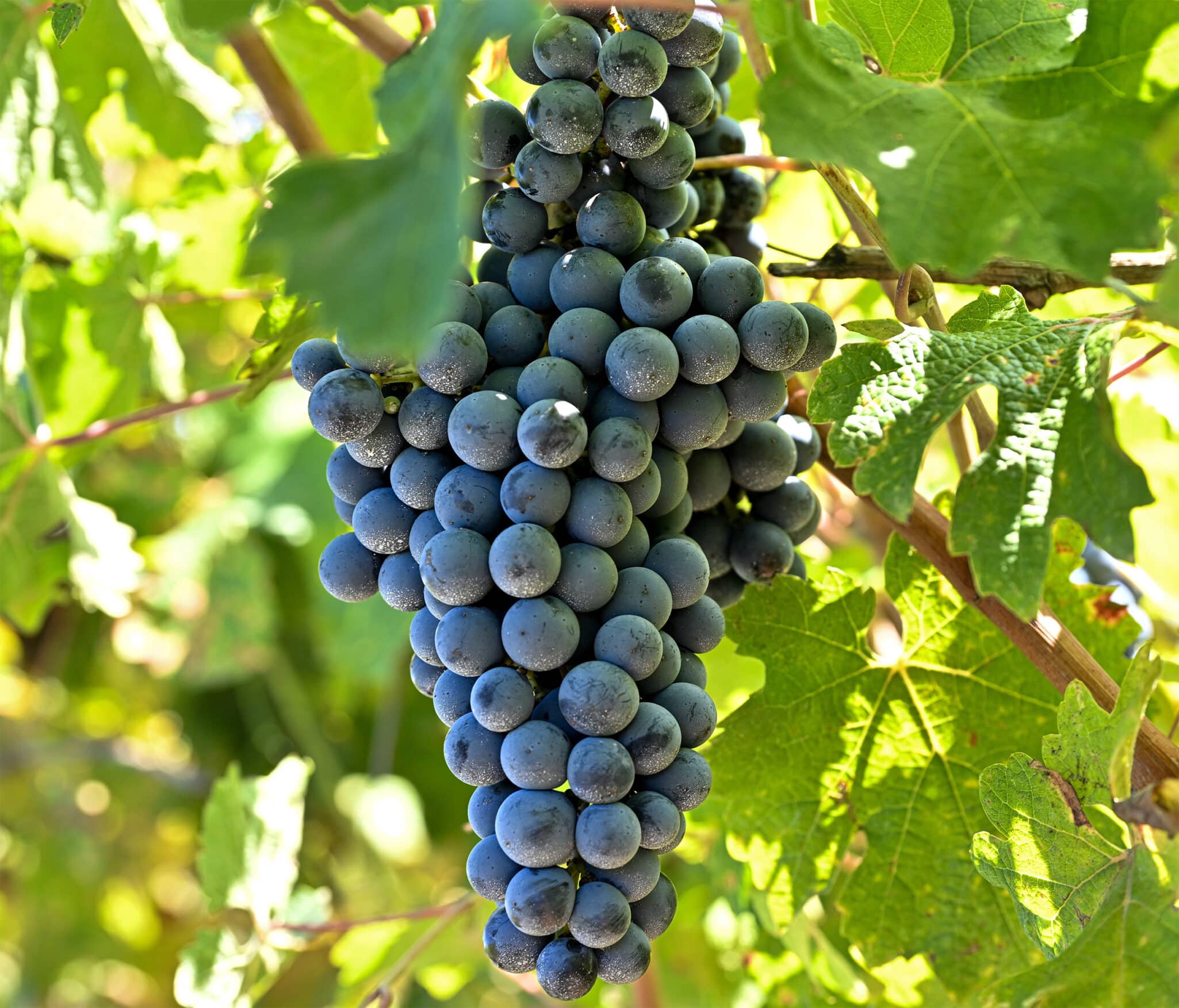 BASF Digital Farming has officially launched xarvio FIELD MANAGER For Grapes, marking a strategic expansion into digital viticulture.