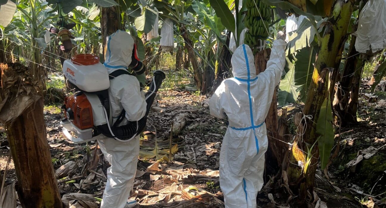 SynTech Research is intensifying global crop protection trials for bananas across Latin America, Africa, and Asia.