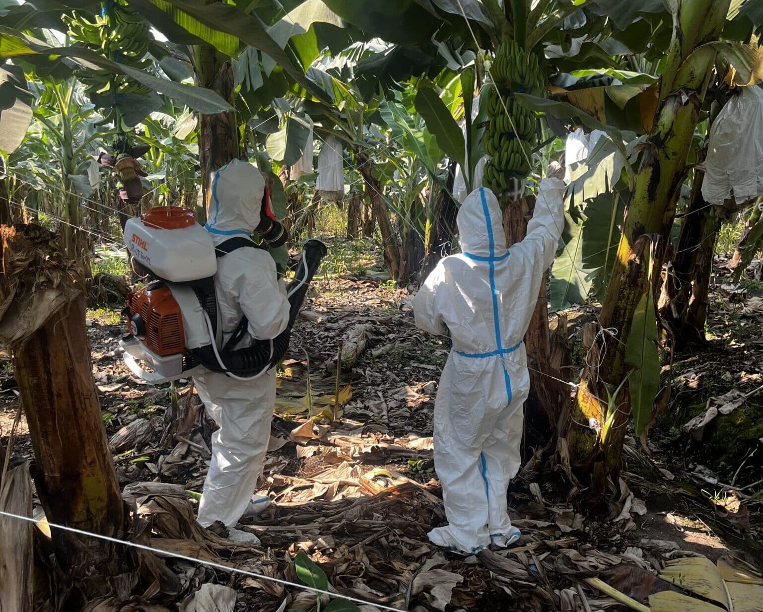 SynTech Research is intensifying global crop protection trials for bananas across Latin America, Africa, and Asia.