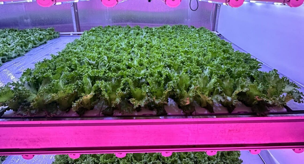 Signify, through its Philips GrowWise Research Center, has identified optimized light and temperature strategies that double the yield of crispy lettuce in vertical farming conditions.