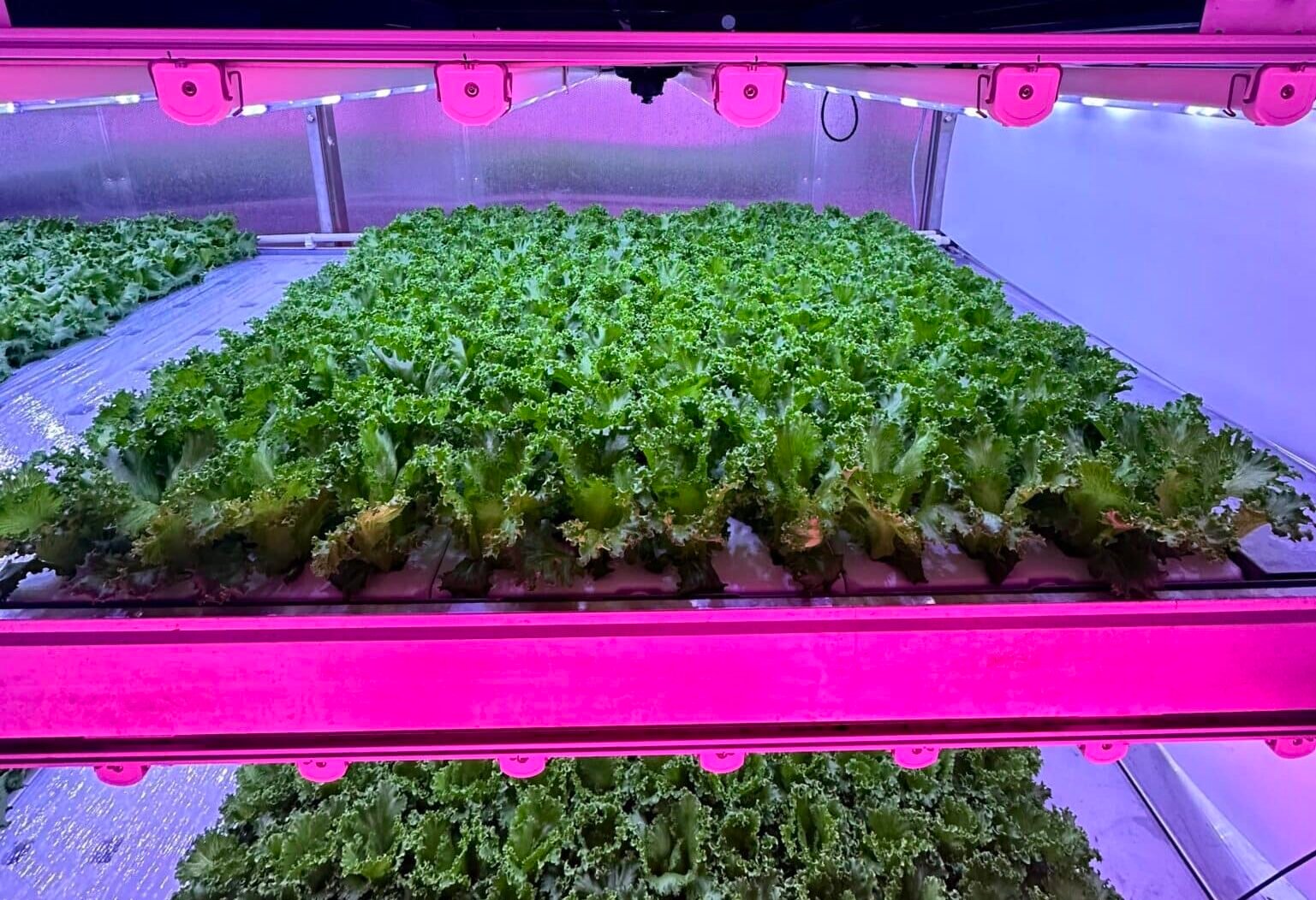 Signify, through its Philips GrowWise Research Center, has identified optimized light and temperature strategies that double the yield of crispy lettuce in vertical farming conditions.
