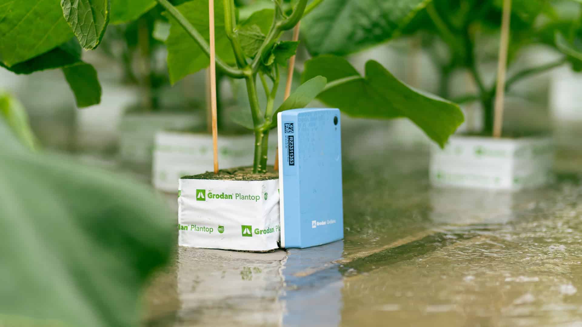 Grodan debuts patented vermiculite-free plugs and blocks for tomato, pepper, and cucumber propagation, improving safety and crop uniformity.