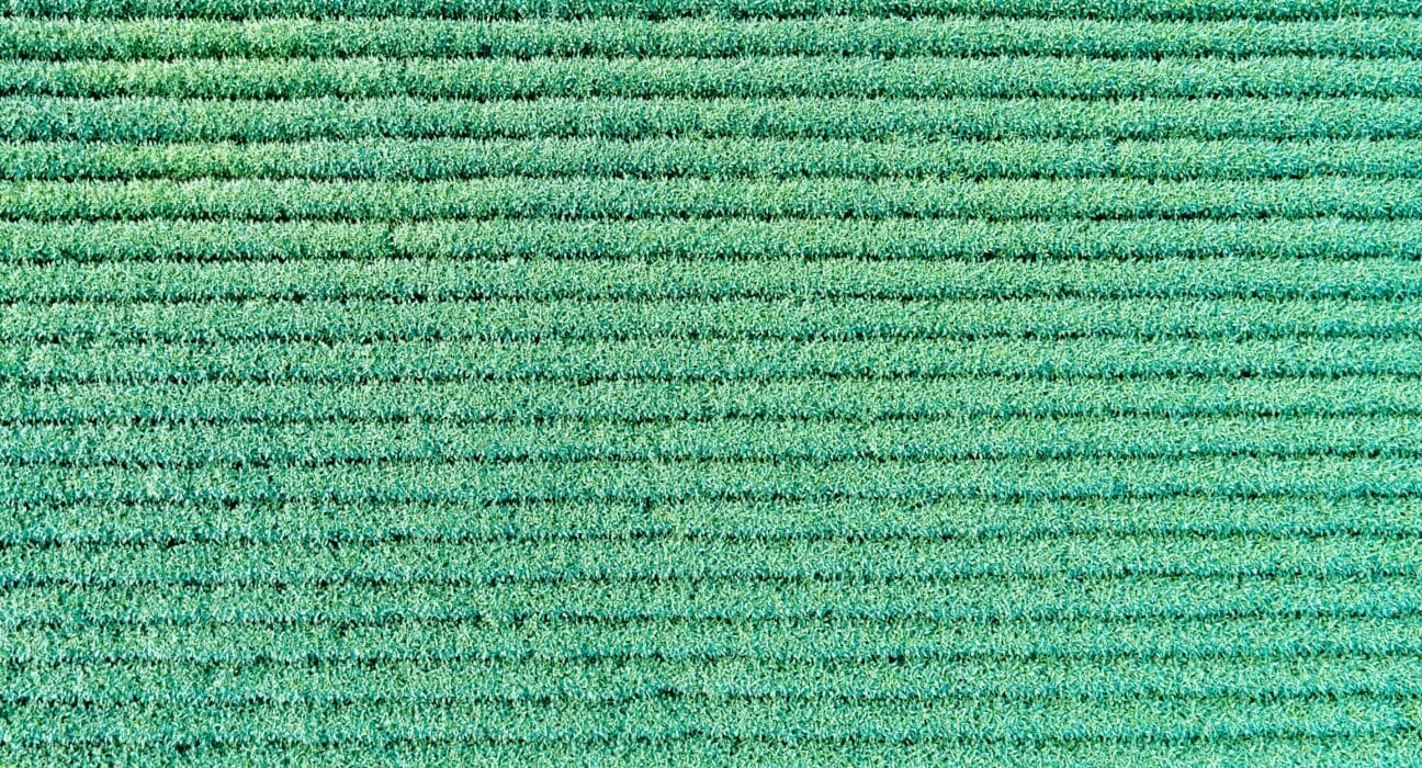 Explore startup incubation in agriculture at Reservoir Farms, where innovation meets farmland and expert growers.