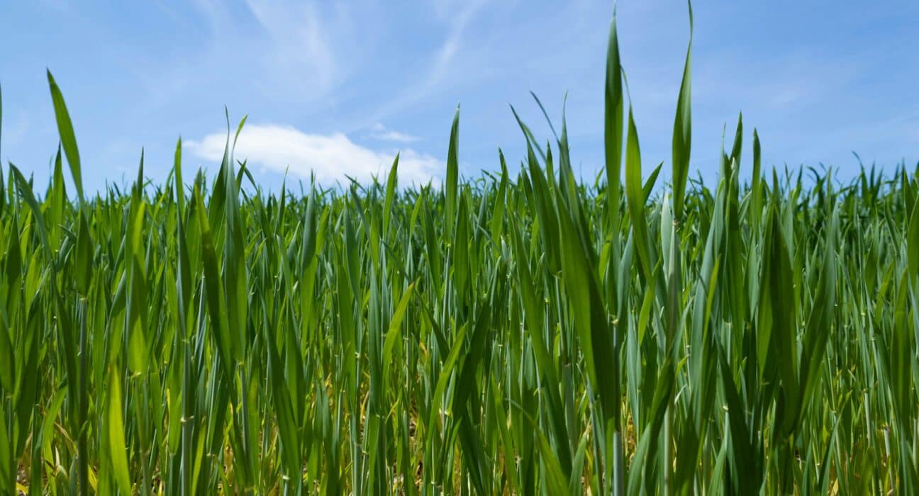 Soteria Formulations develops biodegradable seed coatings & pelleted formulations that allow precise & extended release of active ingredients