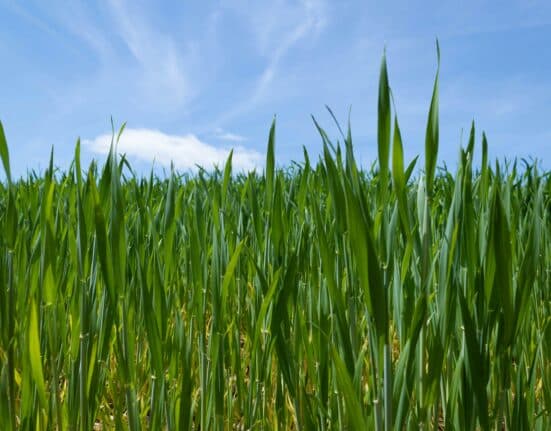 Soteria Formulations develops biodegradable seed coatings & pelleted formulations that allow precise & extended release of active ingredients