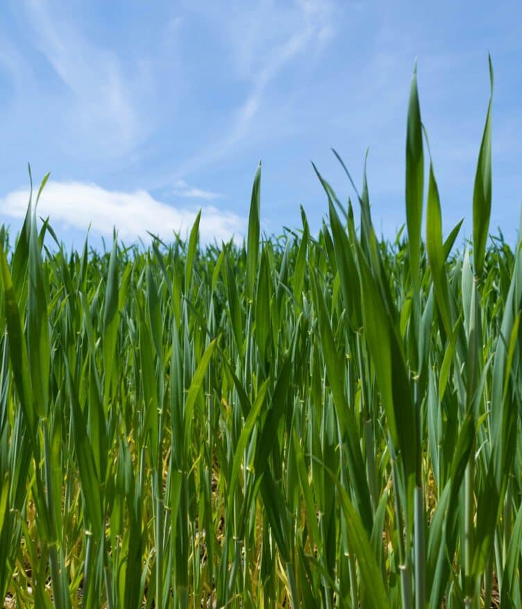 Soteria Formulations develops biodegradable seed coatings & pelleted formulations that allow precise & extended release of active ingredients