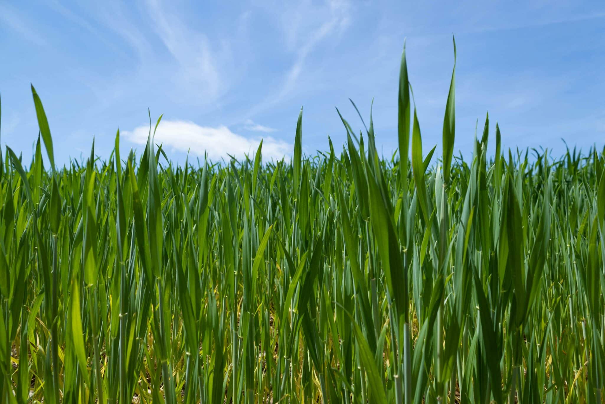 Soteria Formulations develops biodegradable seed coatings & pelleted formulations that allow precise & extended release of active ingredients