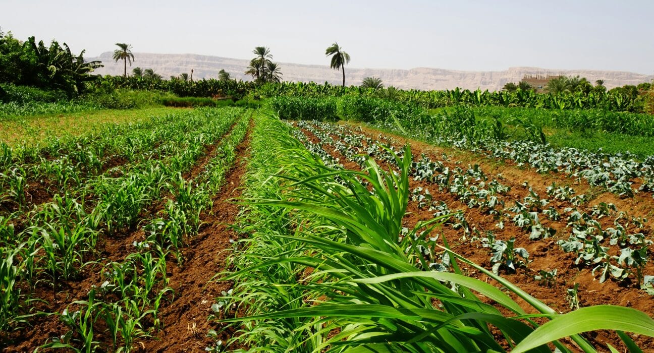 Horizon Farm Credit awards $136K in grants to 16 groups, funding ag innovation, education, diversity, and community growth.