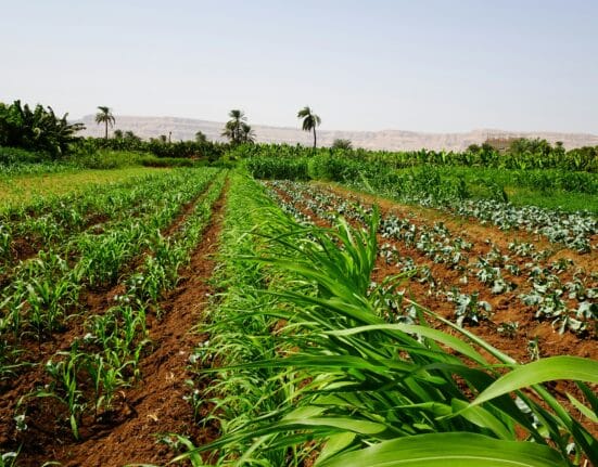 Horizon Farm Credit awards $136K in grants to 16 groups, funding ag innovation, education, diversity, and community growth.