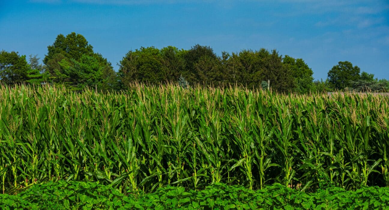 NCGA survey finds 80% of farmers see U.S. farm economy in crisis; leaders urge Congress to expand E15 fuel access to aid producers.