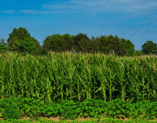 NCGA survey finds 80% of farmers see U.S. farm economy in crisis; leaders urge Congress to expand E15 fuel access to aid producers.