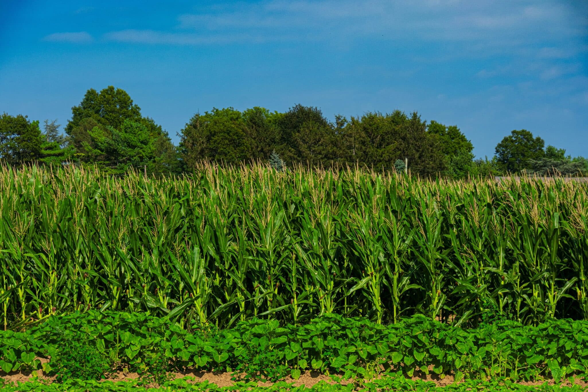 NCGA survey finds 80% of farmers see U.S. farm economy in crisis; leaders urge Congress to expand E15 fuel access to aid producers.