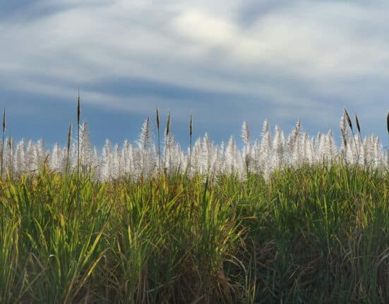 Oakbridge Insurance partners with Alliance Ag Risk Management to expand crop and ag risk services while preserving trusted values.