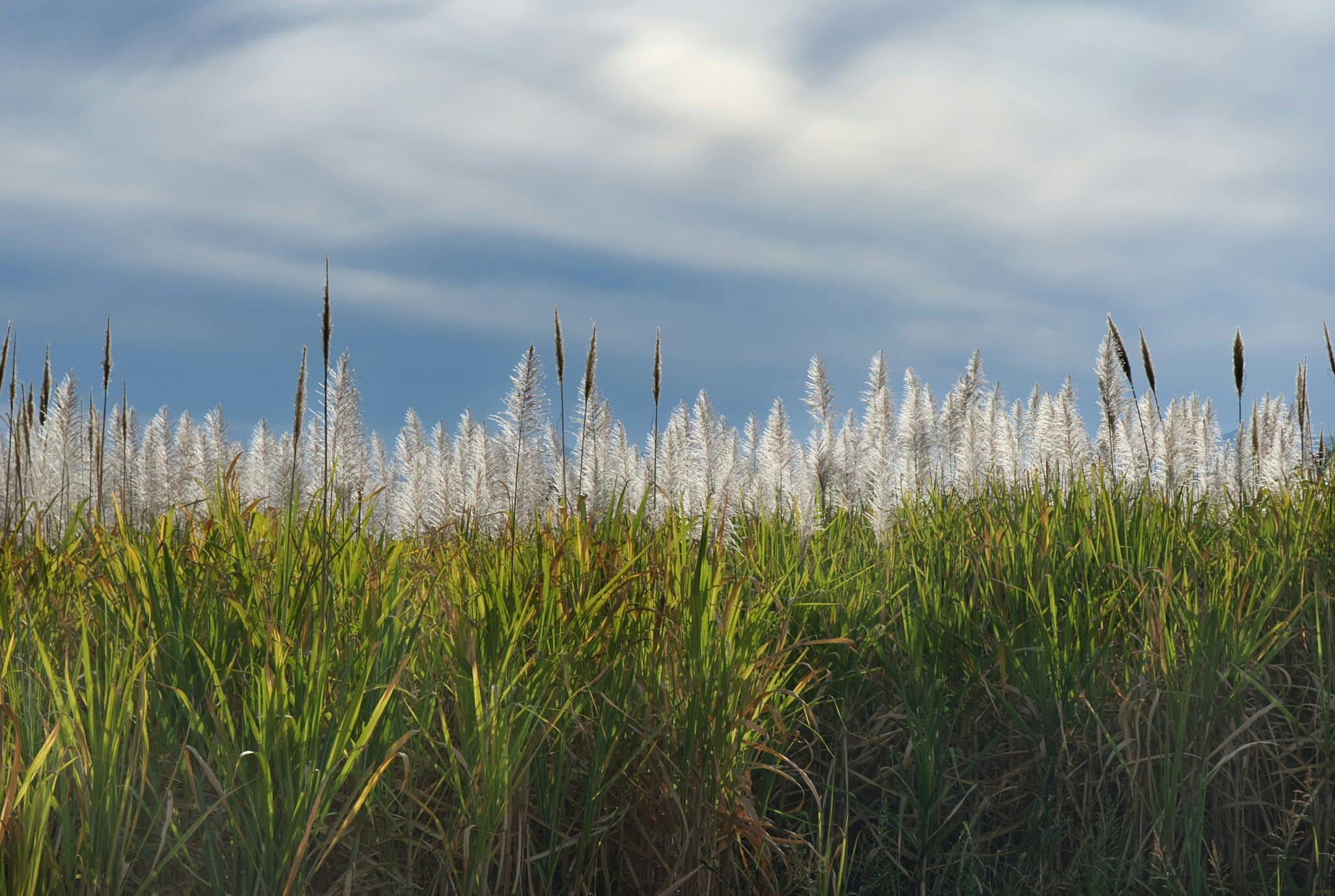 Oakbridge Insurance partners with Alliance Ag Risk Management to expand crop and ag risk services while preserving trusted values.