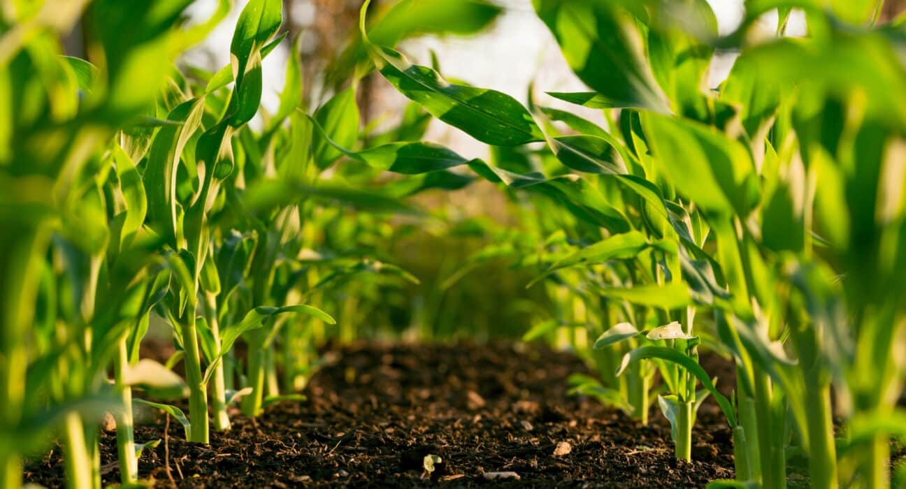 Field trials in agriculture remain a critical barrier for startups seeking validation and commercialization.