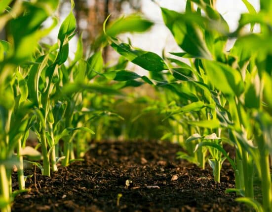 Field trials in agriculture remain a critical barrier for startups seeking validation and commercialization.