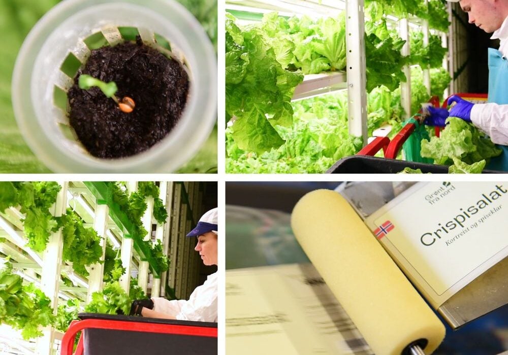 Grønt fra Nord sustainable food production, has announced the successful completion of a USD 1.2 million convertible financing round.