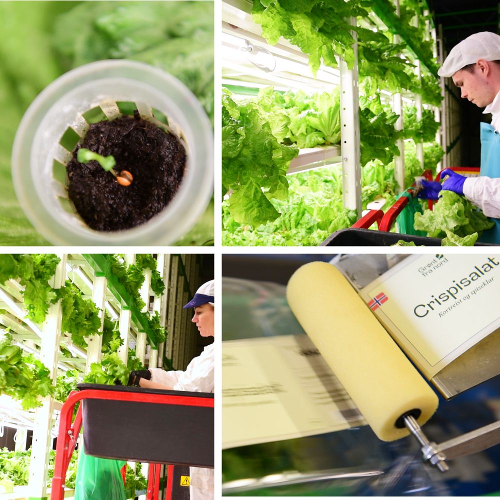 Grønt fra Nord sustainable food production, has announced the successful completion of a USD 1.2 million convertible financing round.