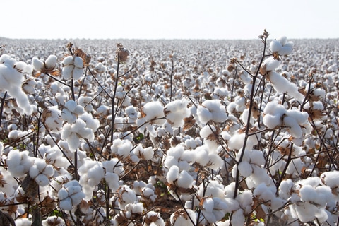 FoodChain ID and IDFL partner to unify regenerative agriculture and textile certifications, advancing global supply chain transparency.