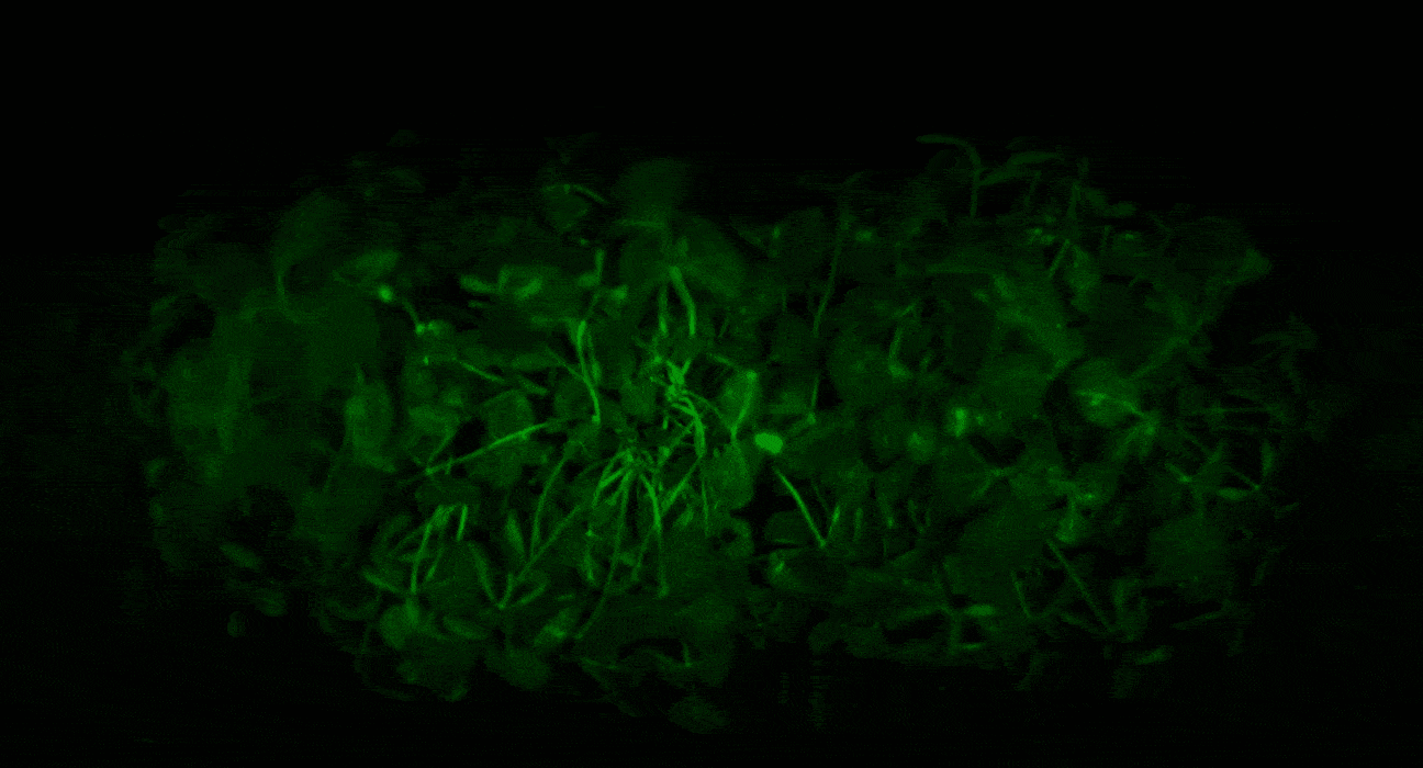 Gary Schaefer, Chief Commercial Officer at InnerPlant, explains how CropVoice™ and InnerSoy™ sensors detect fungal infections in real time through plant-generated optical signals.