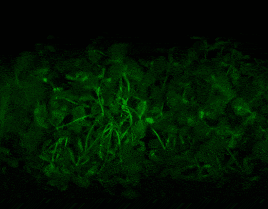 Gary Schaefer, Chief Commercial Officer at InnerPlant, explains how CropVoice™ and InnerSoy™ sensors detect fungal infections in real time through plant-generated optical signals.