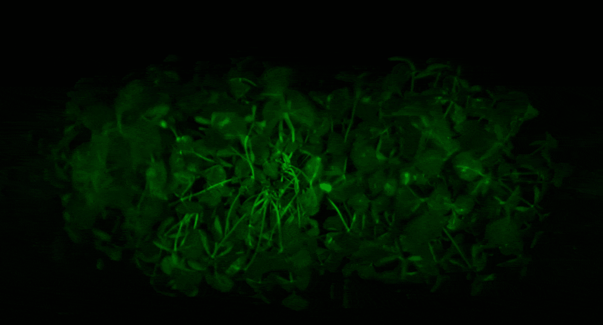 Gary Schaefer, Chief Commercial Officer at InnerPlant, explains how CropVoice™ and InnerSoy™ sensors detect fungal infections in real time through plant-generated optical signals.