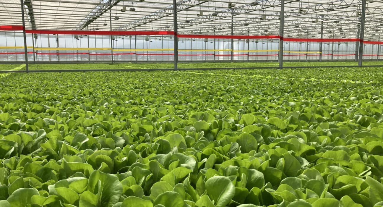 Viemose DGS has entered a strategic partnership with Foray Enterprises to support leafy greens growers in North America.