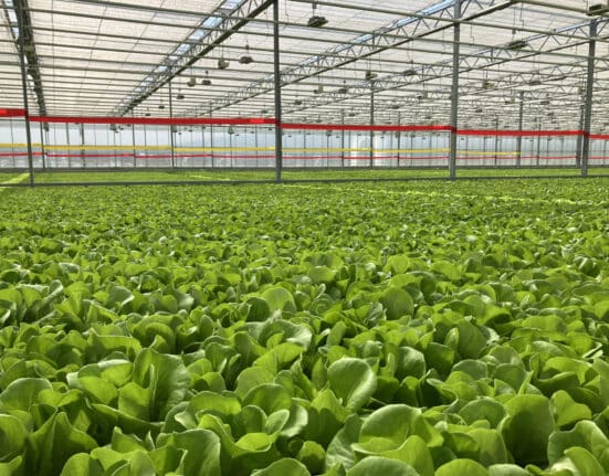 Viemose DGS has entered a strategic partnership with Foray Enterprises to support leafy greens growers in North America.