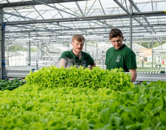 LettUs Grow joined the QuBOOSTR consortium, a precision breeding initiative aimed at establishing a sustainable, UK sourced natural rubber.