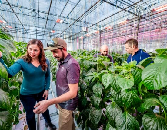 Signify and the University of British Columbia (UBC) have entered their fifth consecutive year of collaboration to develop a production protocol for growing peppers year-round under Philips brand LED lighting.