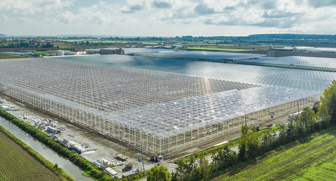 Windset Farms® has announced a new 38-acre expansion at its Delta, BC facility, increasing its total lit greenhouse production to 85 acres.