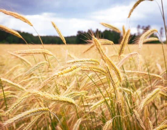 Yimutian partners with BC Technology to digitize agricultural assets, enhance cross-border payments, and drive global agri-trade.