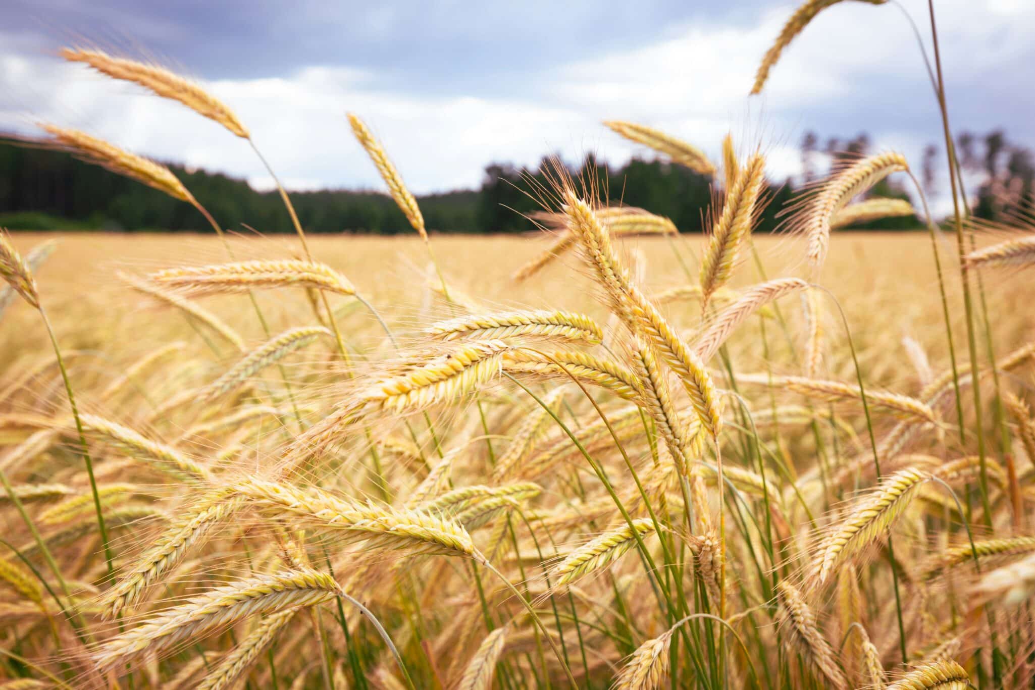 Yimutian partners with BC Technology to digitize agricultural assets, enhance cross-border payments, and drive global agri-trade.