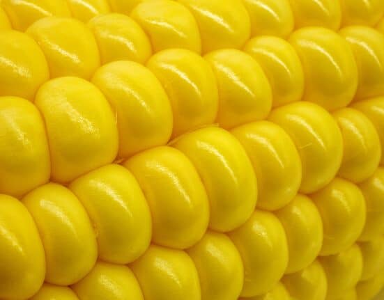 Genvor (OTCQB: GNVR) and the USDA have been granted U.S. Patent No. 12,458,684 for “Transgenic Corn with Antifungal Peptide AGM182,” designed to protect maize from fungal pathogens.