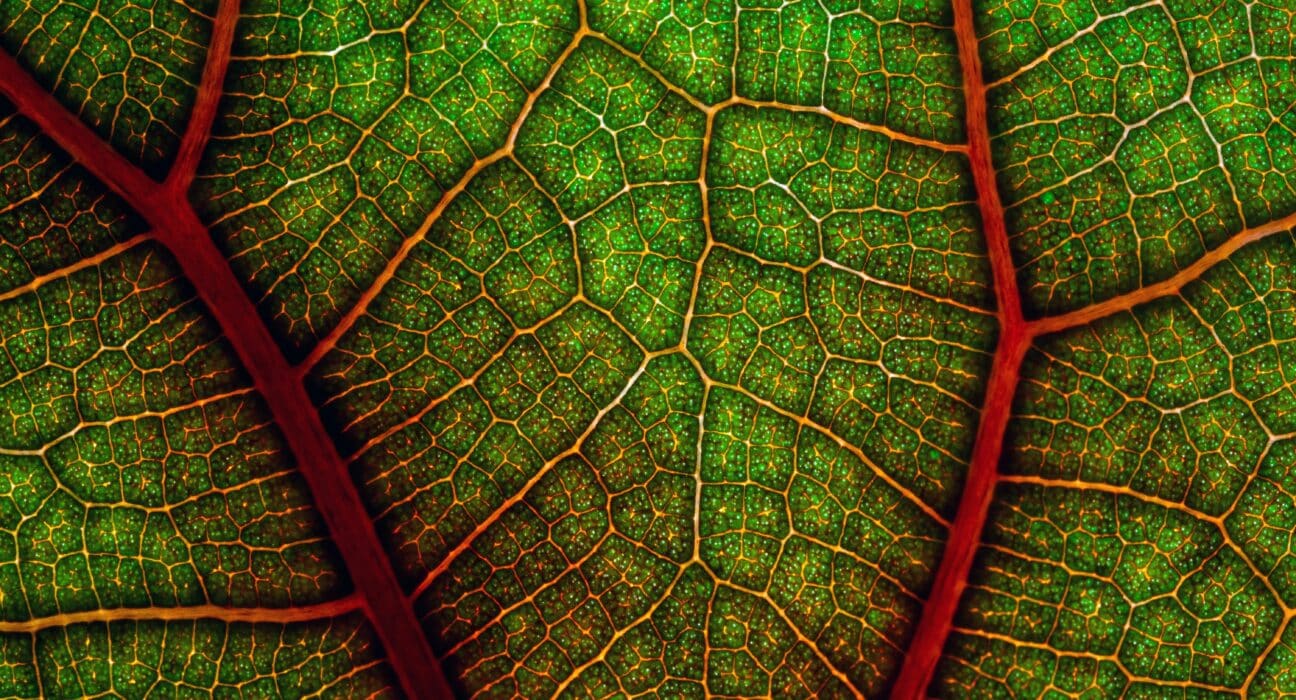 Plastomics raises $5.8M Series B to advance chloroplast engineering, enabling next-gen trait delivery in corn and soybean crops.