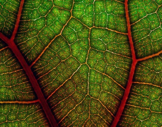 Plastomics raises $5.8M Series B to advance chloroplast engineering, enabling next-gen trait delivery in corn and soybean crops.